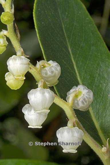 madrone flowers 2 graphic